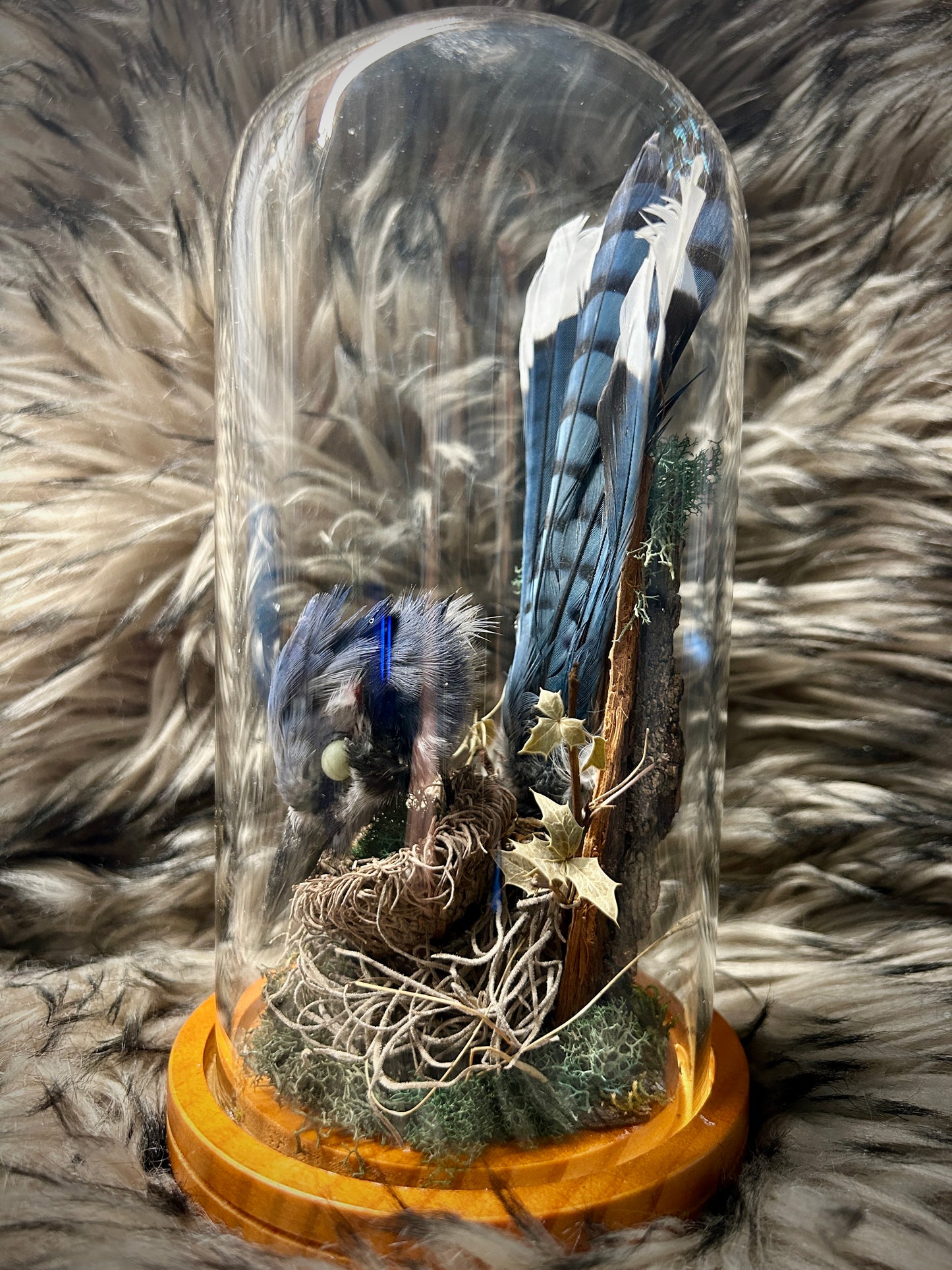 Blue Jay Curio Dome