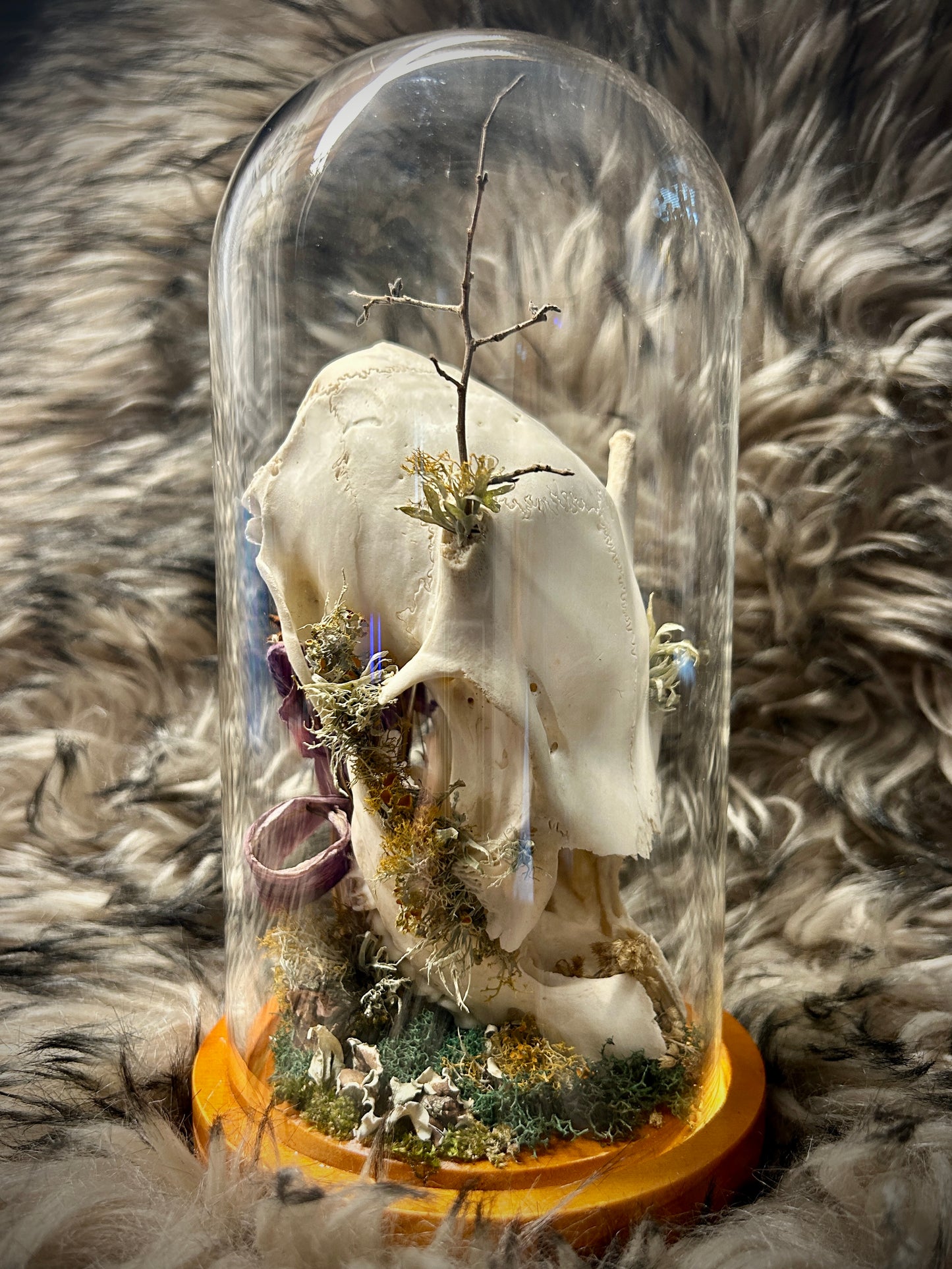 Fawn Skull Curio Dome