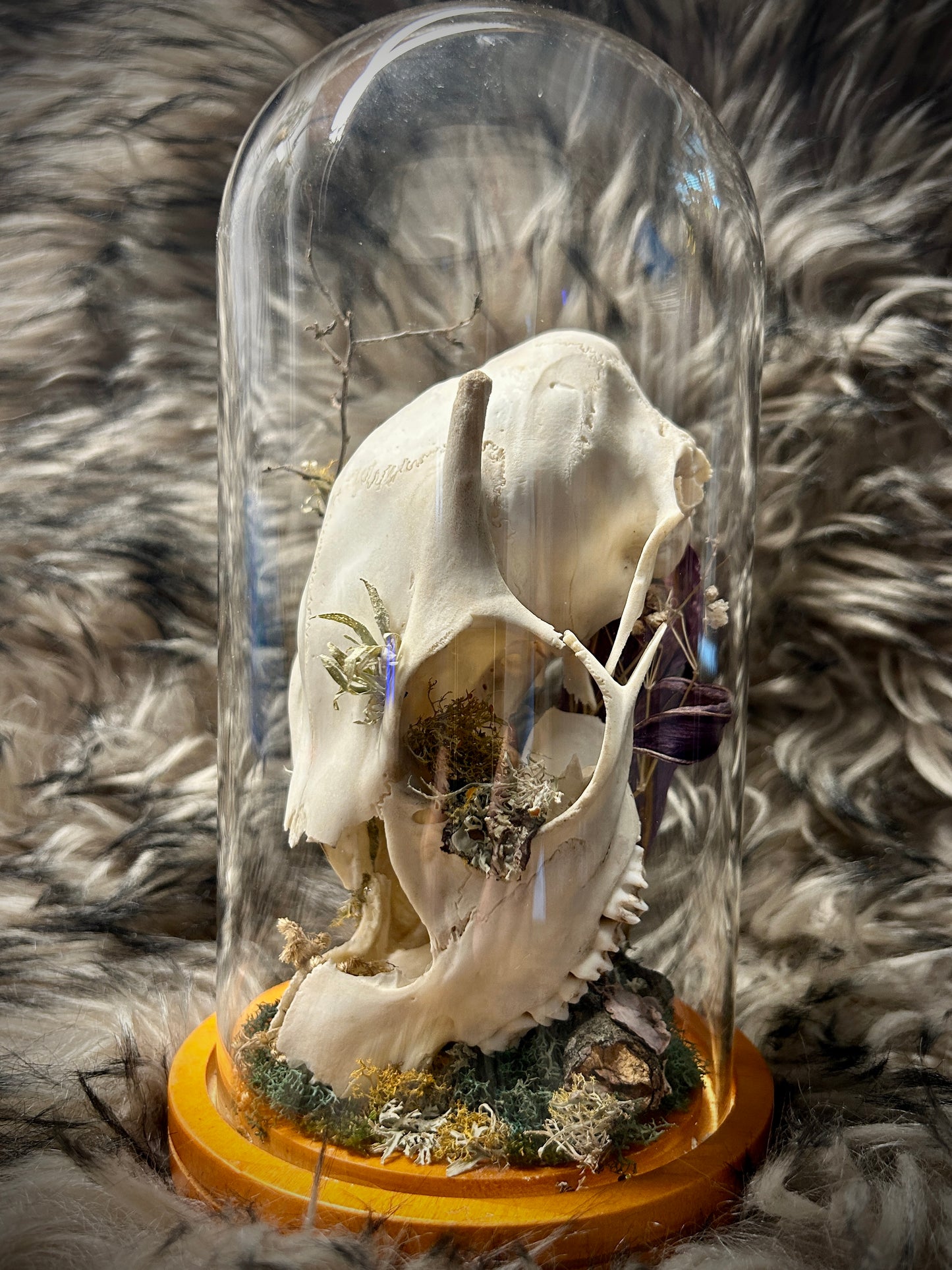 Fawn Skull Curio Dome