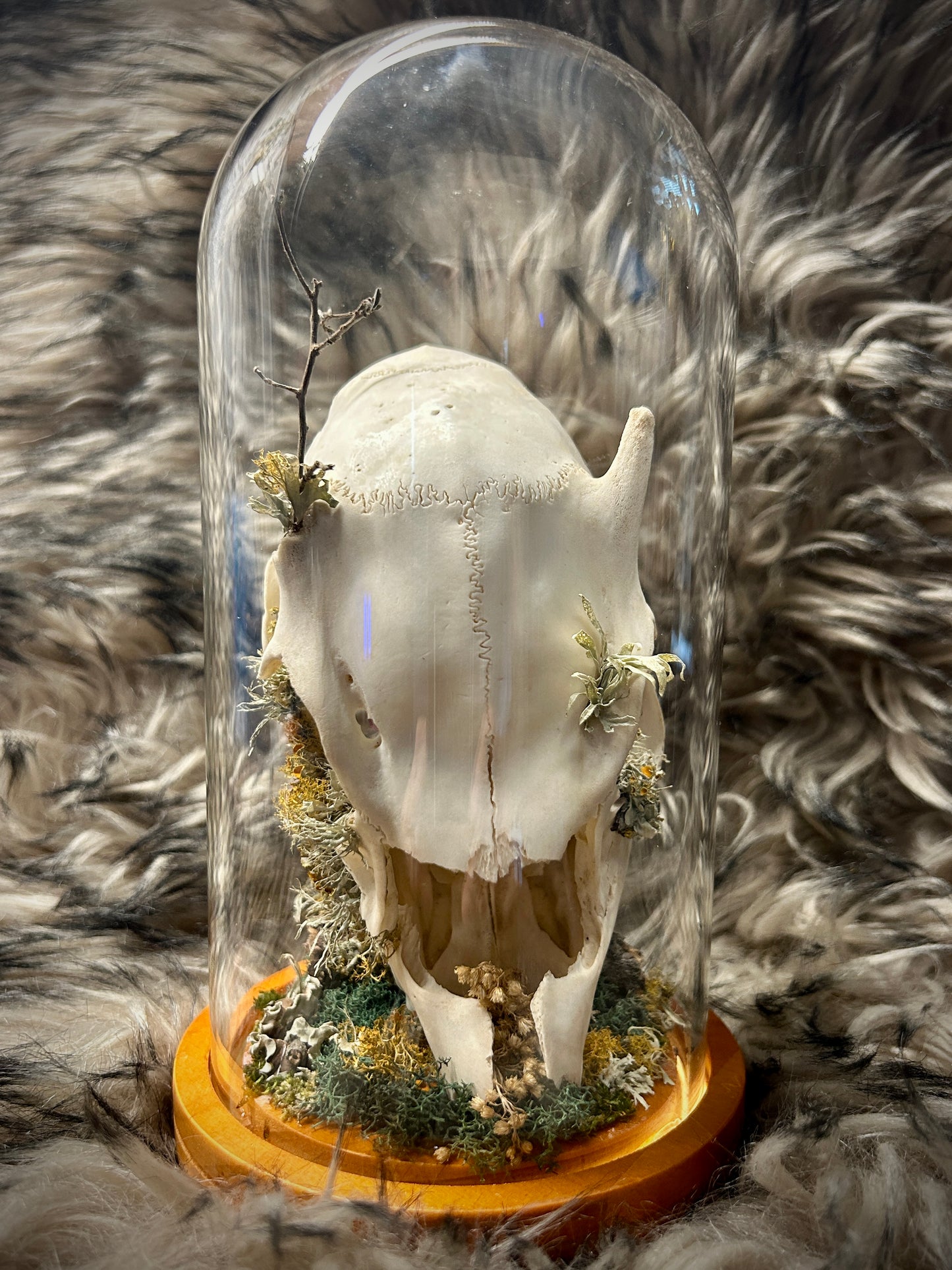 Fawn Skull Curio Dome