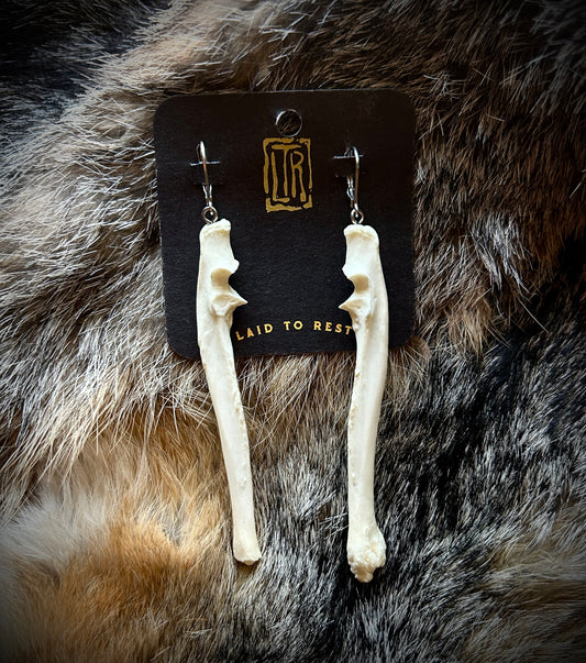 Cat Ulna bones - silver clasp earrings