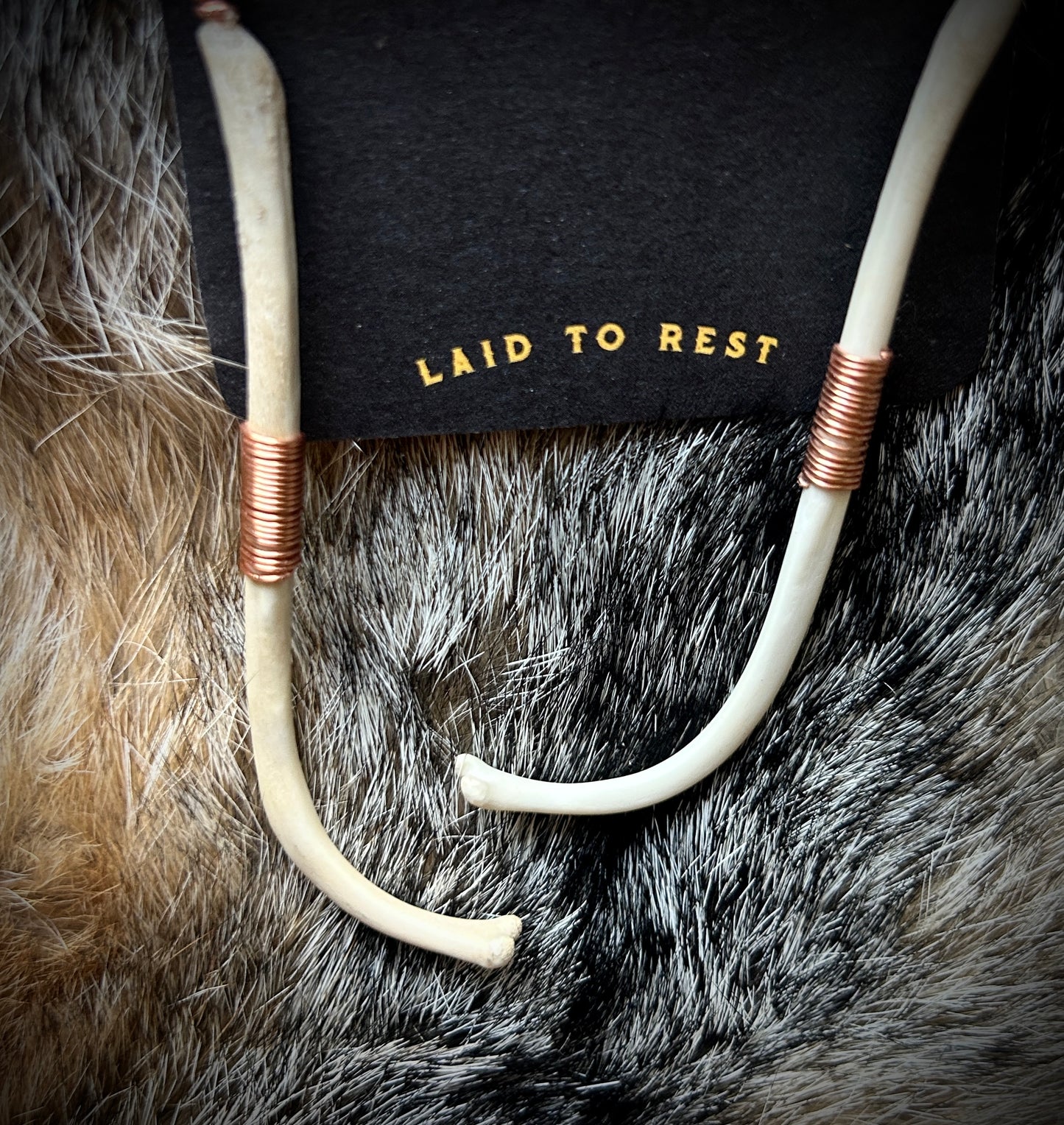 Copper wrapped Raccoon Baculum earrings