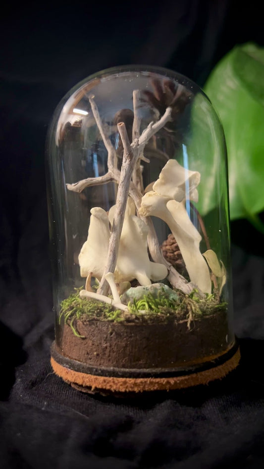 Coyote Vertebrae & Phalanges Cloche